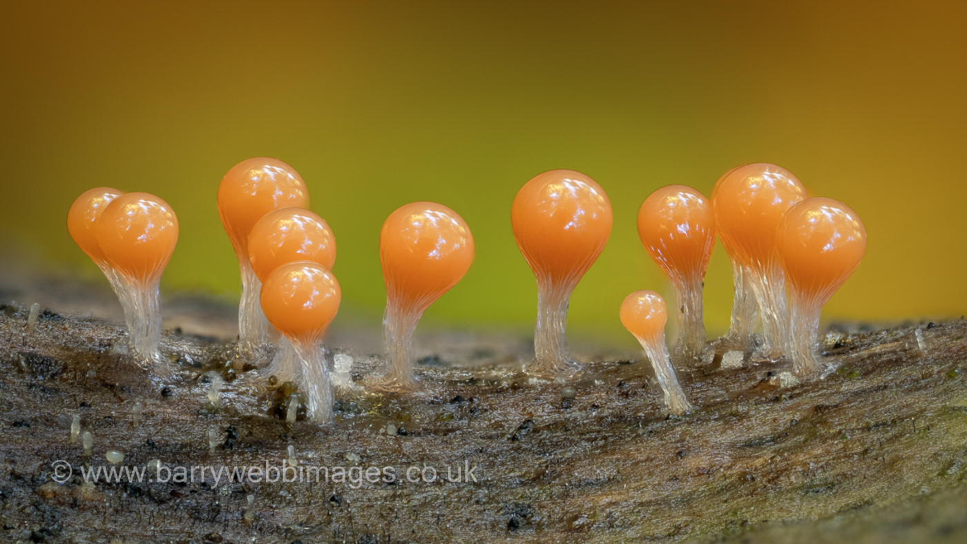 Photo © Barry Webb Hemitrichia serpula by Barry Webb